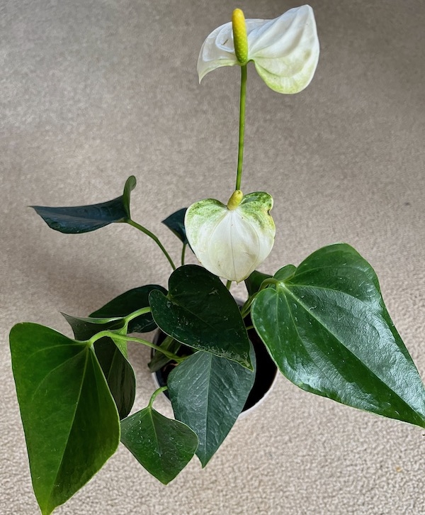 dark green glossy cordate leaves, white spathe, yellow spadix