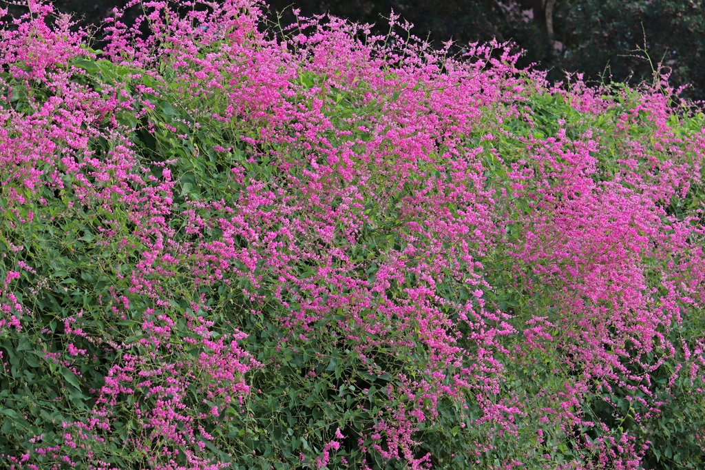 Antigonon leptopus