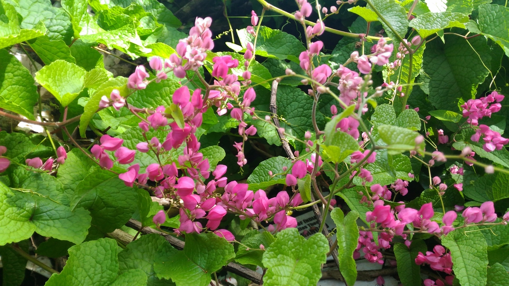 Antigonon leptopus