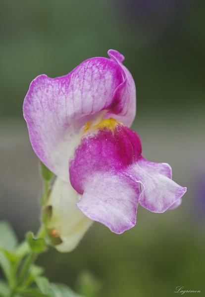 Antirrhinum majus
