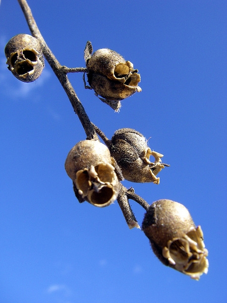 Antirrhinum majus