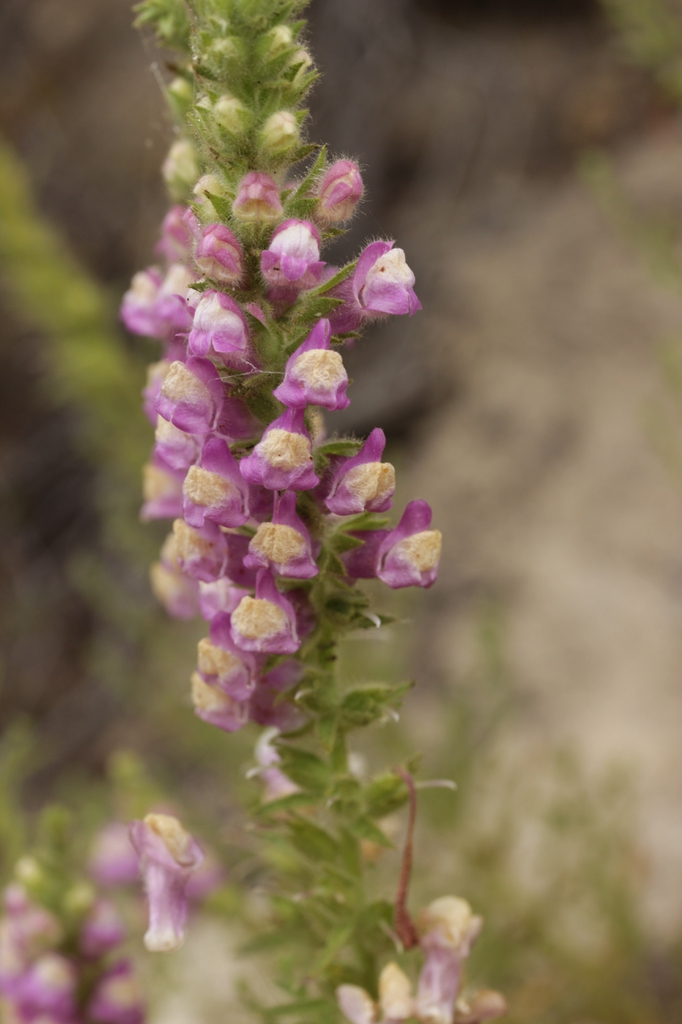 Flower buds