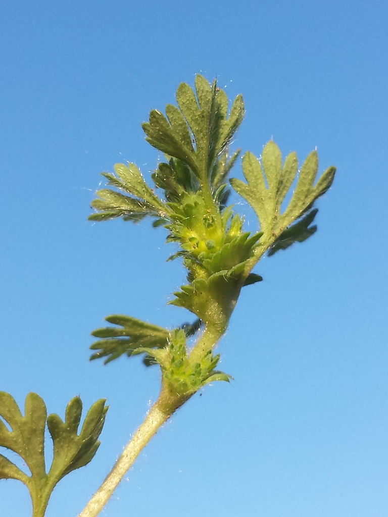 Aphanes arvensis