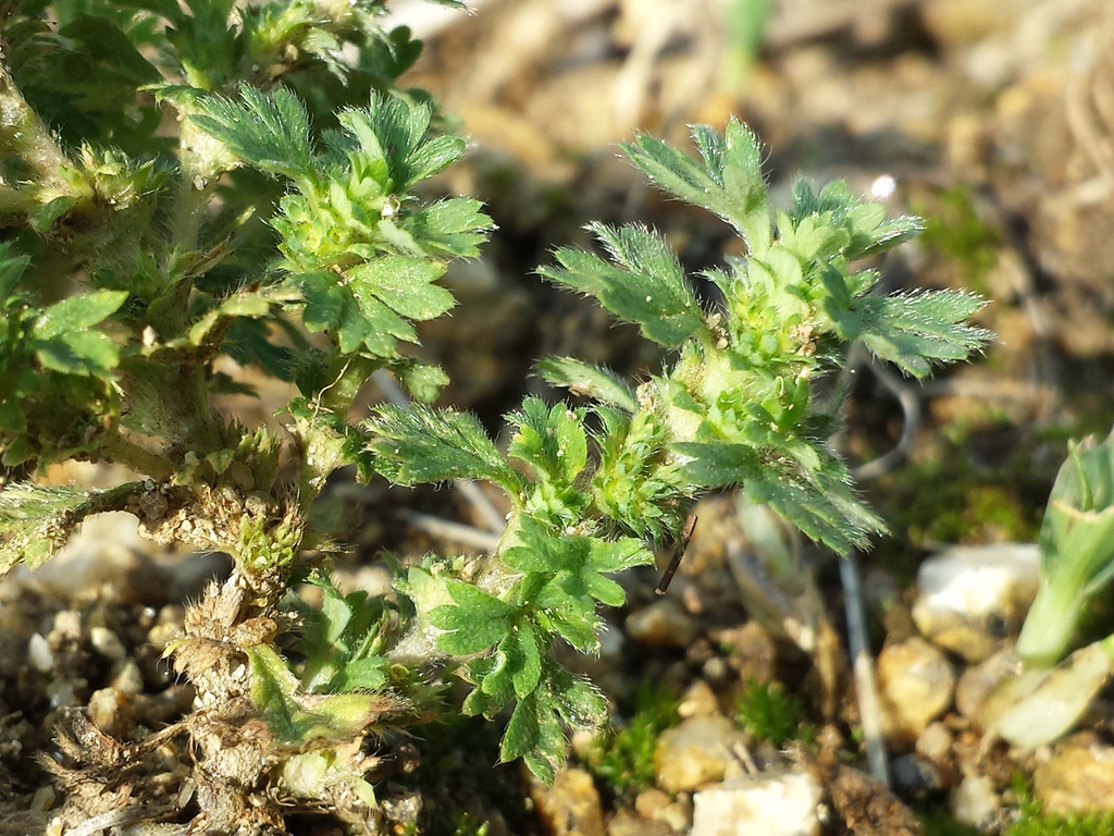 Form