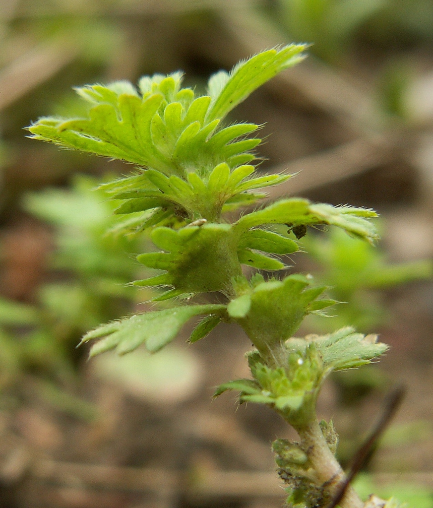 Stem and Leaves