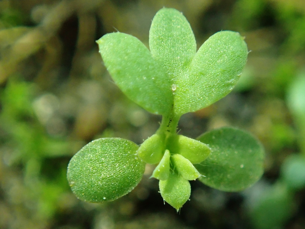 Aphanes arvensis