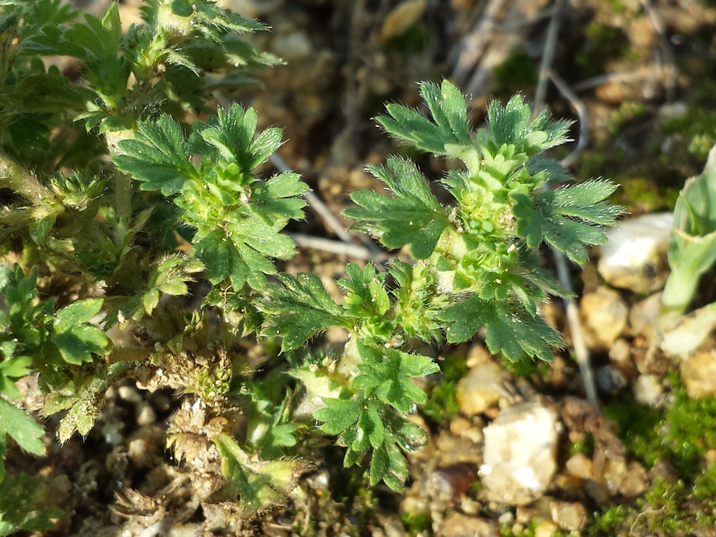 Aphanes arvensis