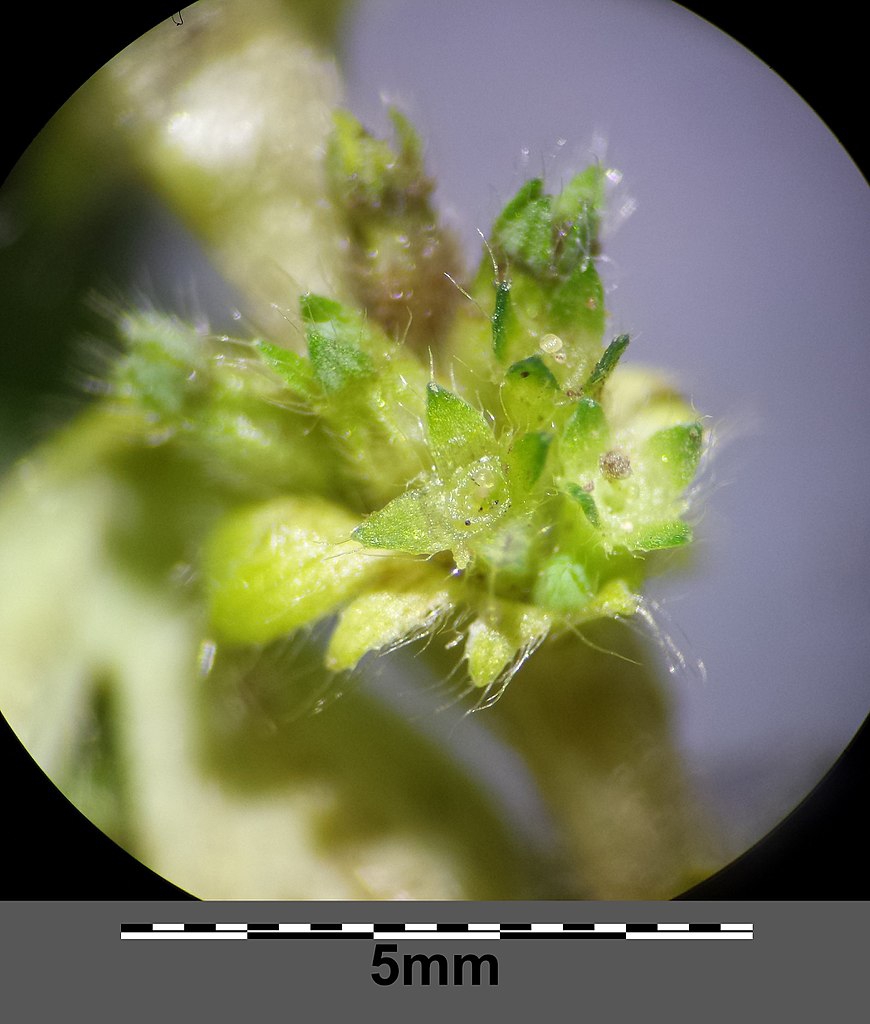 Close up of flower