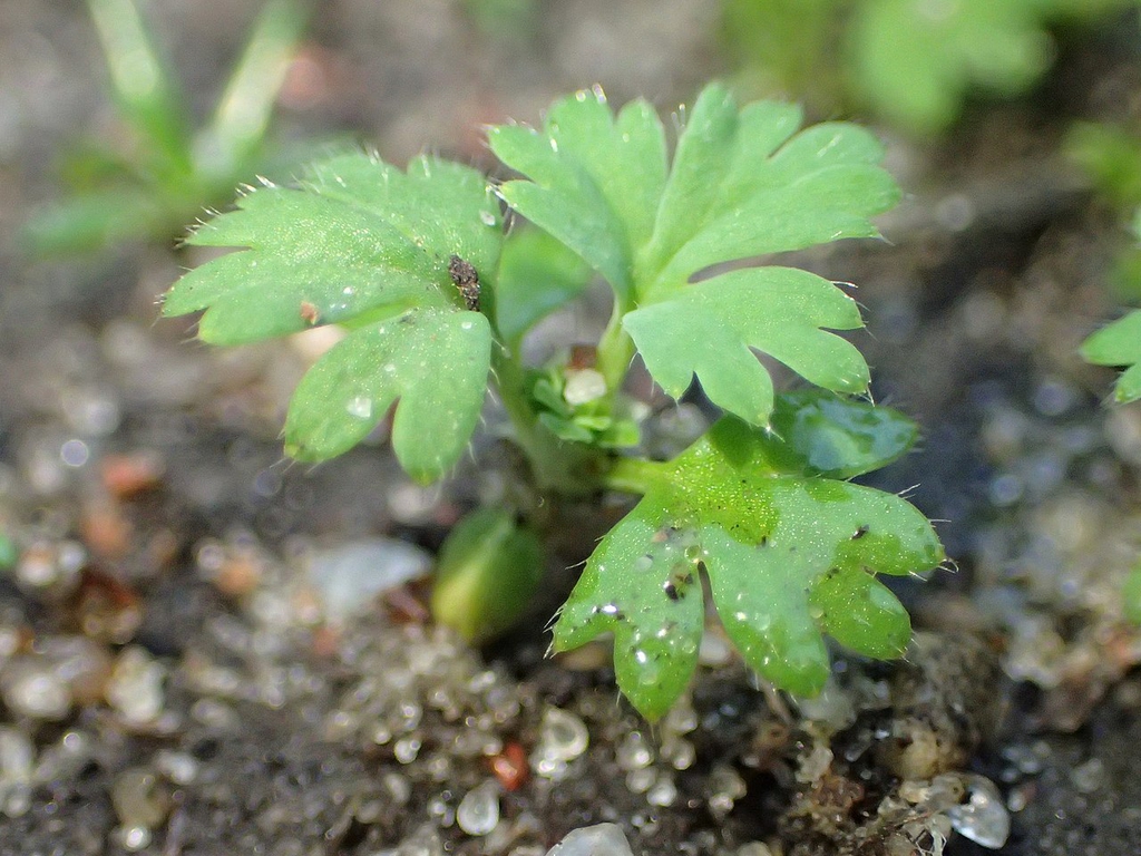 Leaves