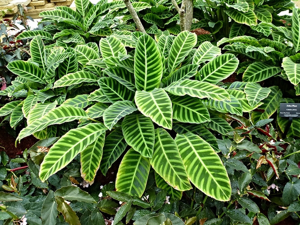 Aphelandra squarrosa