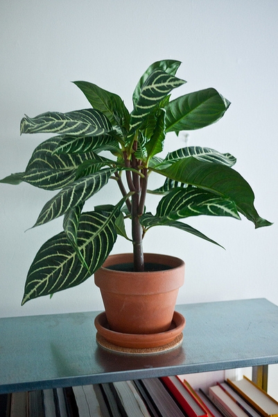 Aphelandra squarrosa