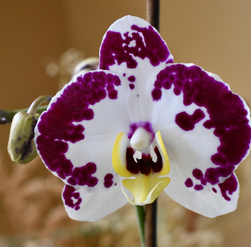 white orchid with mauve edged