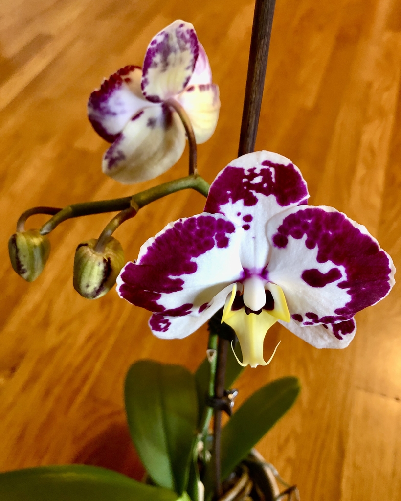 flowers and buds