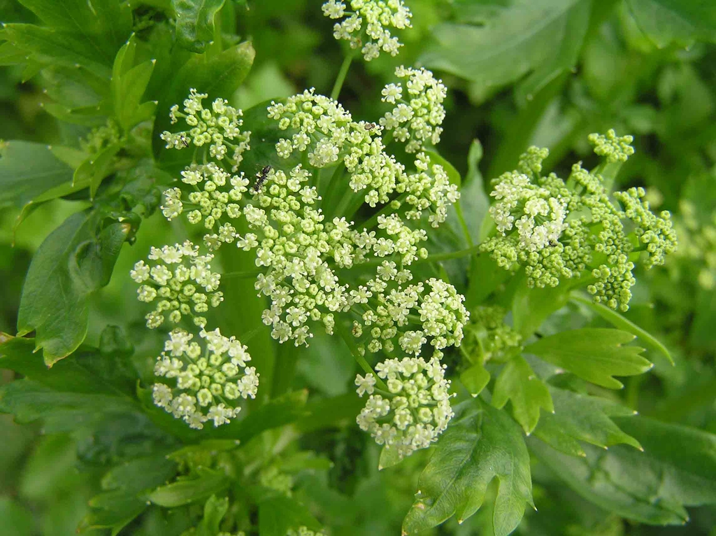 Apium graveolens