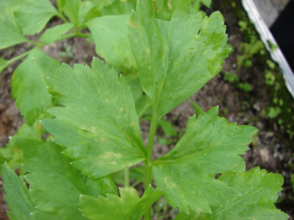 Apium graveolens