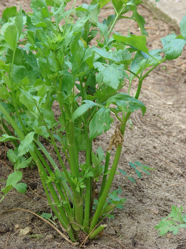 Apium graveolens