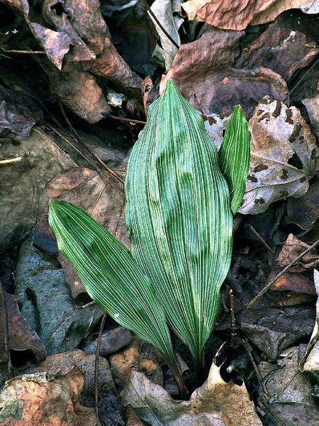 Aplectrum hyemale