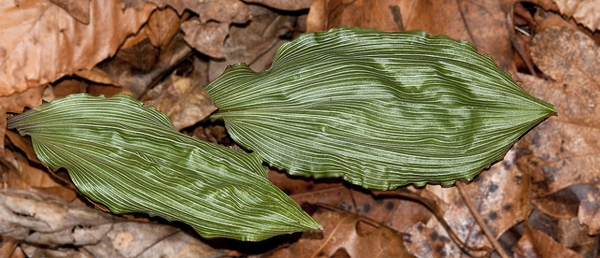 Aplectrum hyemale