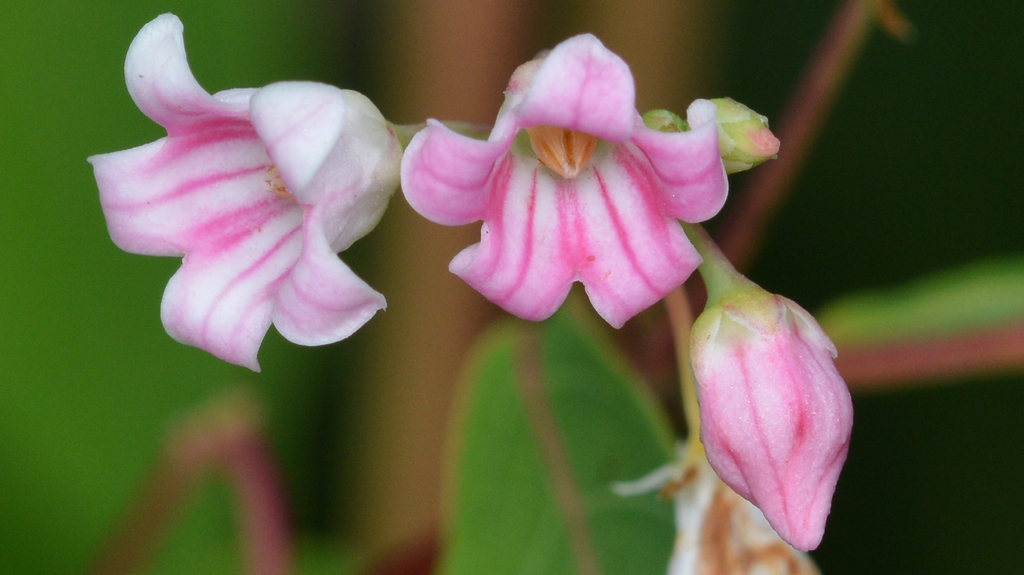 Close up of flower