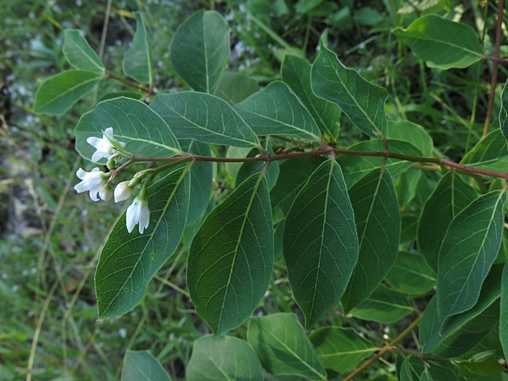 Branch