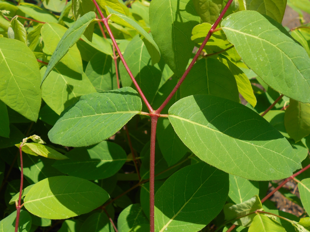 Leaves and stem