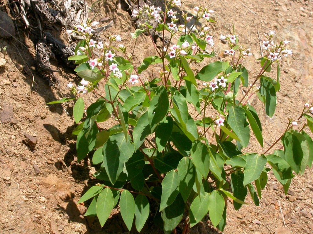 Form