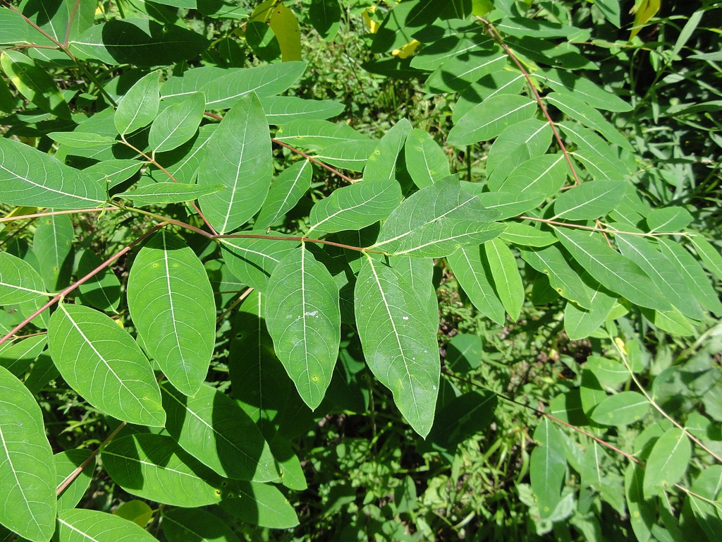 Leaves