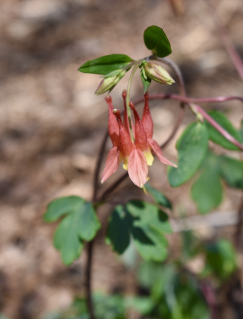Flower & Buds - April - Wake Co., NC