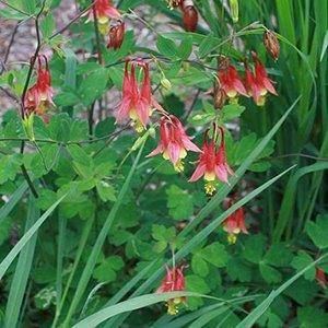 Aquilegia canadensis