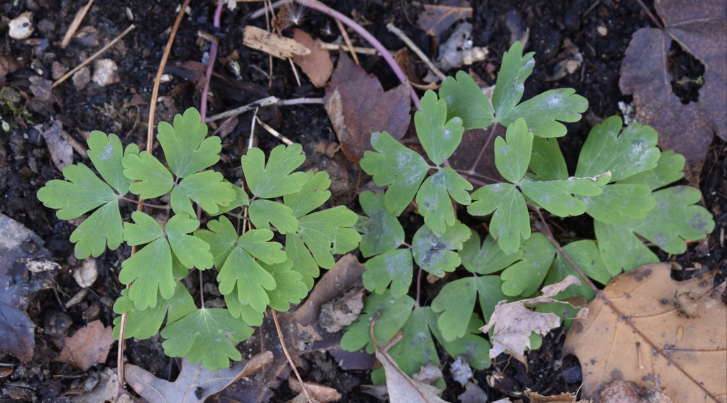 Aquilegia canadensis