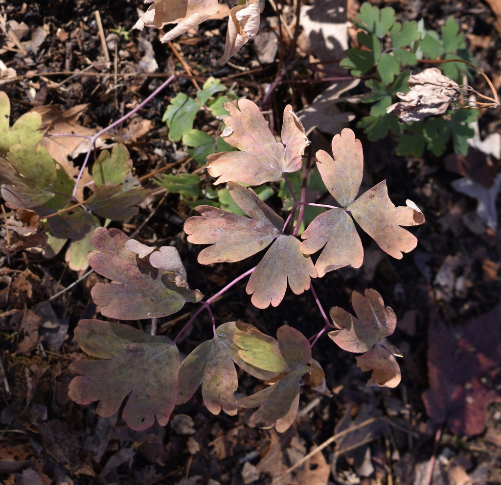 Aquilegia canadensis
