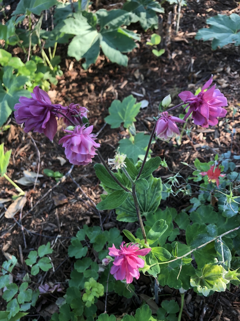 A. vulgaris, Wake County, NC