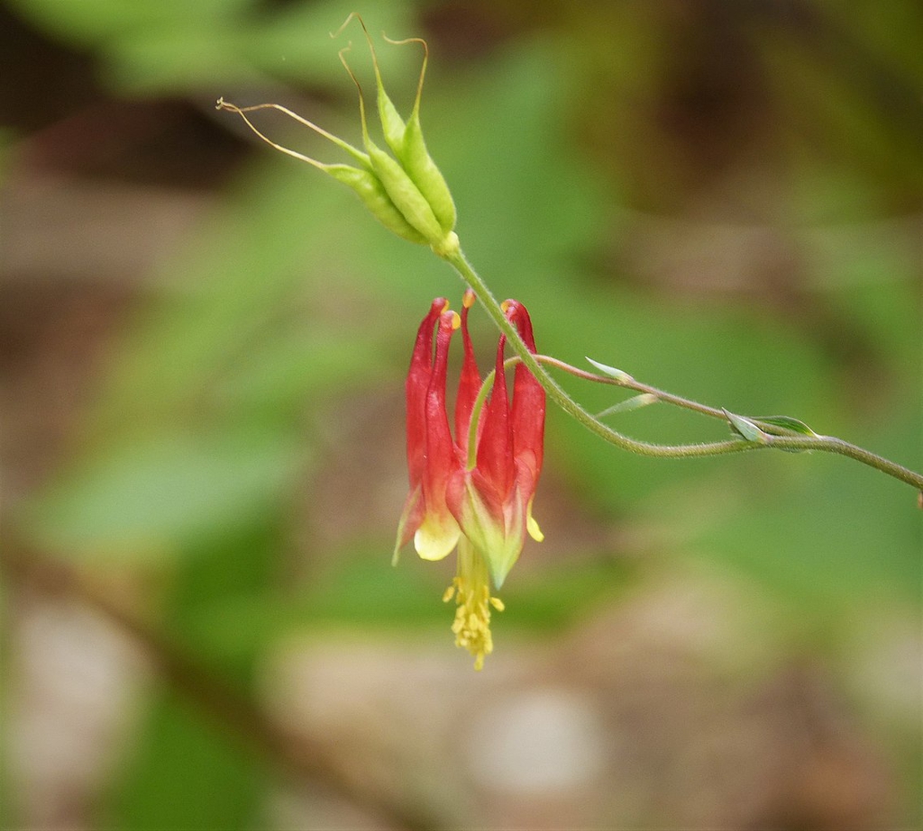 Fruit (top) and fading flower