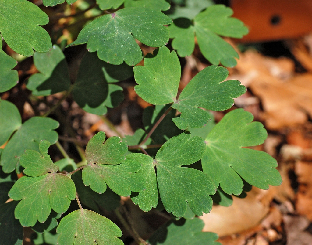 Leaf closeup