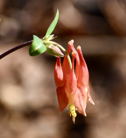 red and yellow spurred flowers