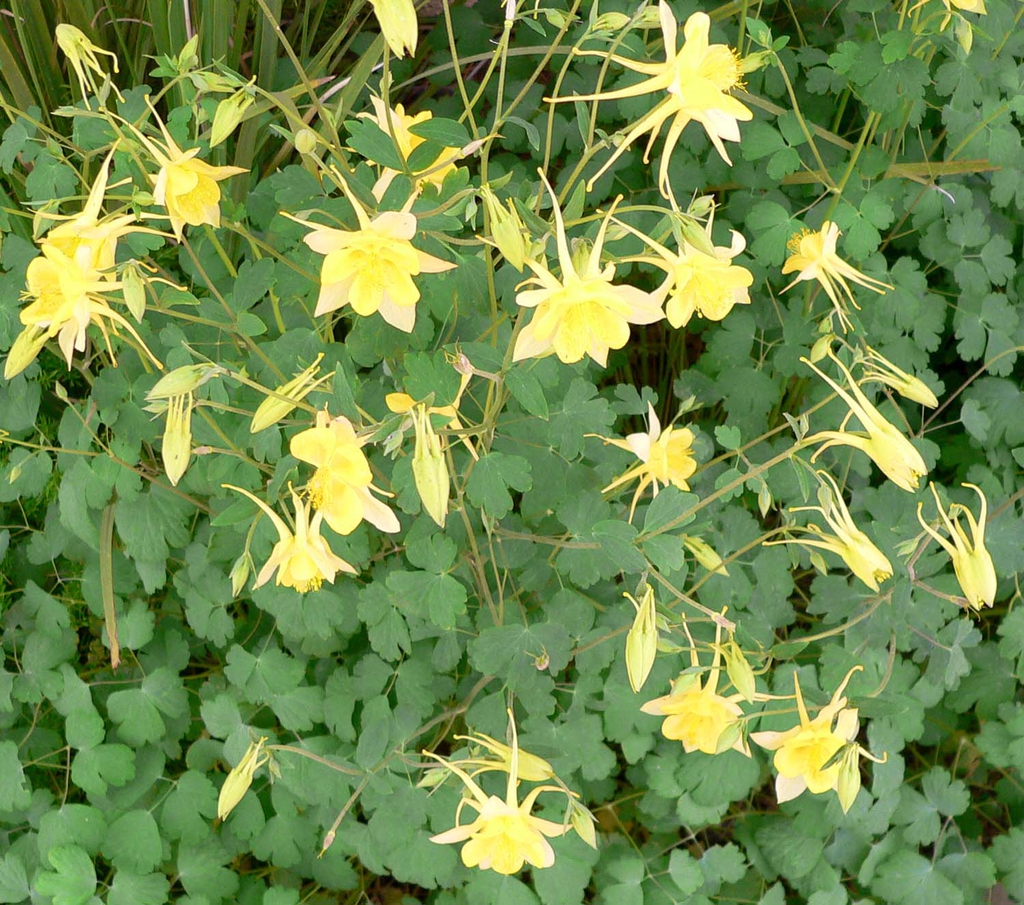 Flowers and leaves