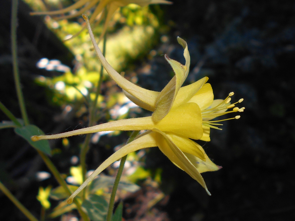 Side view of flower