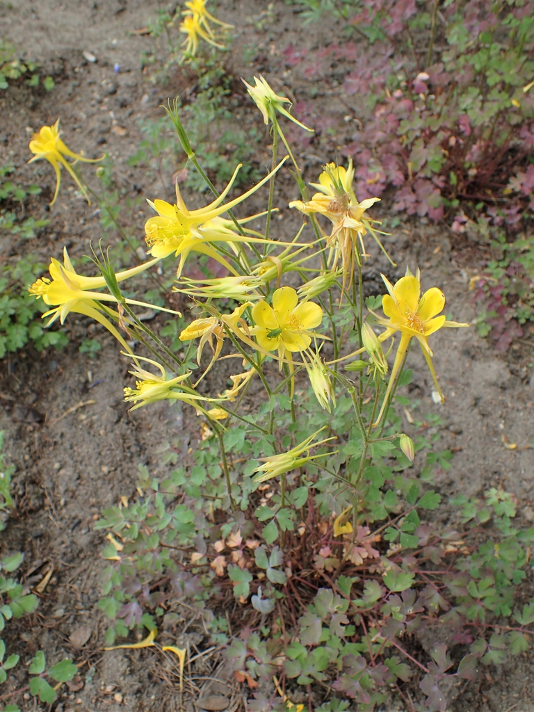 Form