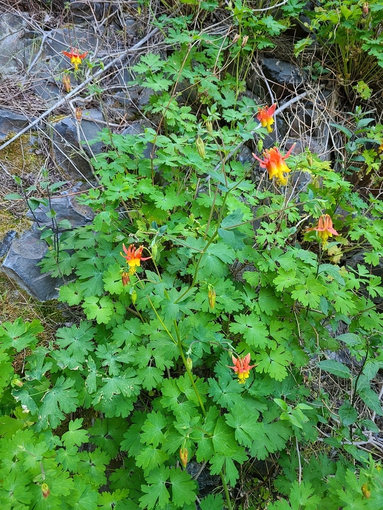 Form of A. formosa