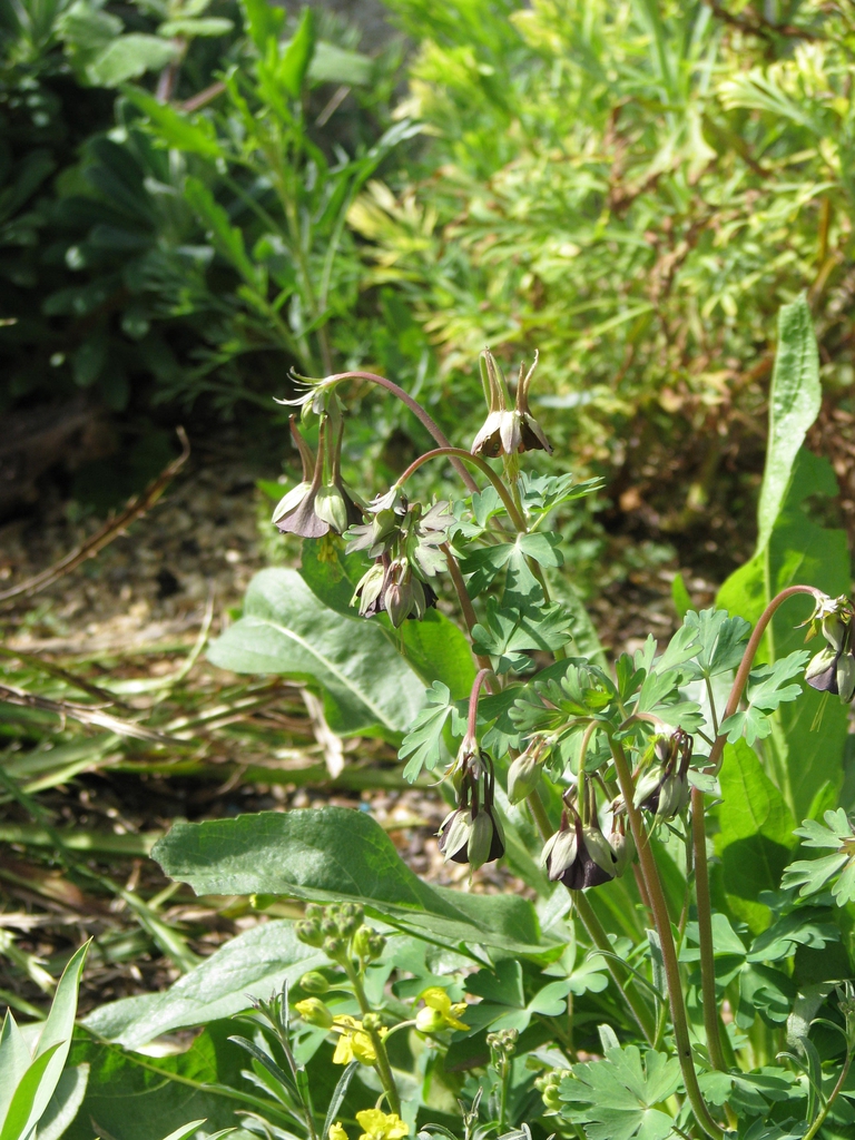 'Chocolate Soldier' flowers