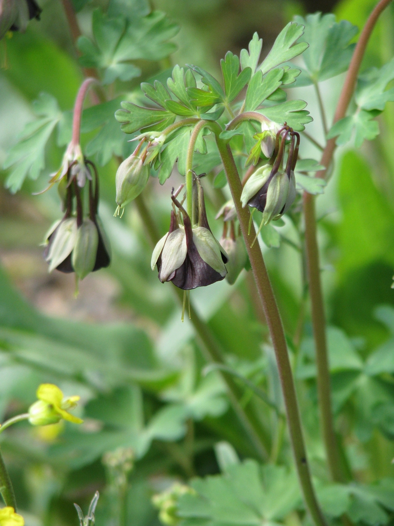 'Chocolate Soldier' brown flowers