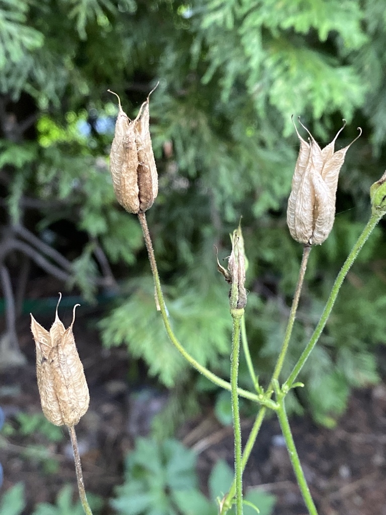 Follicles in Aug.