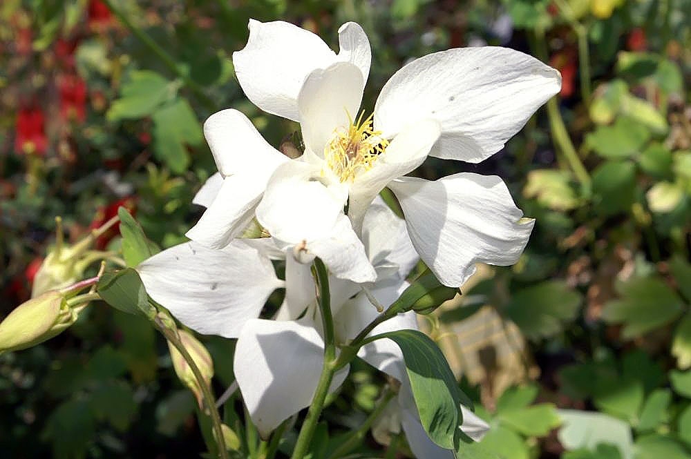 White flower of  'McKana hybrid'
