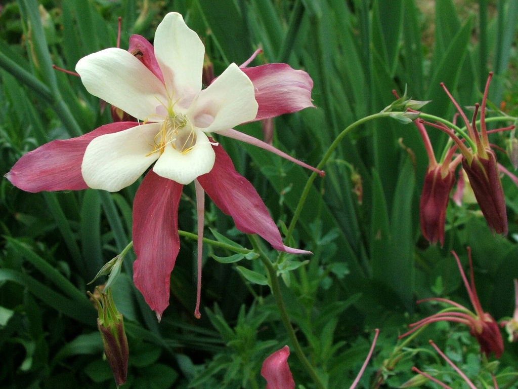 Bi-colored flower