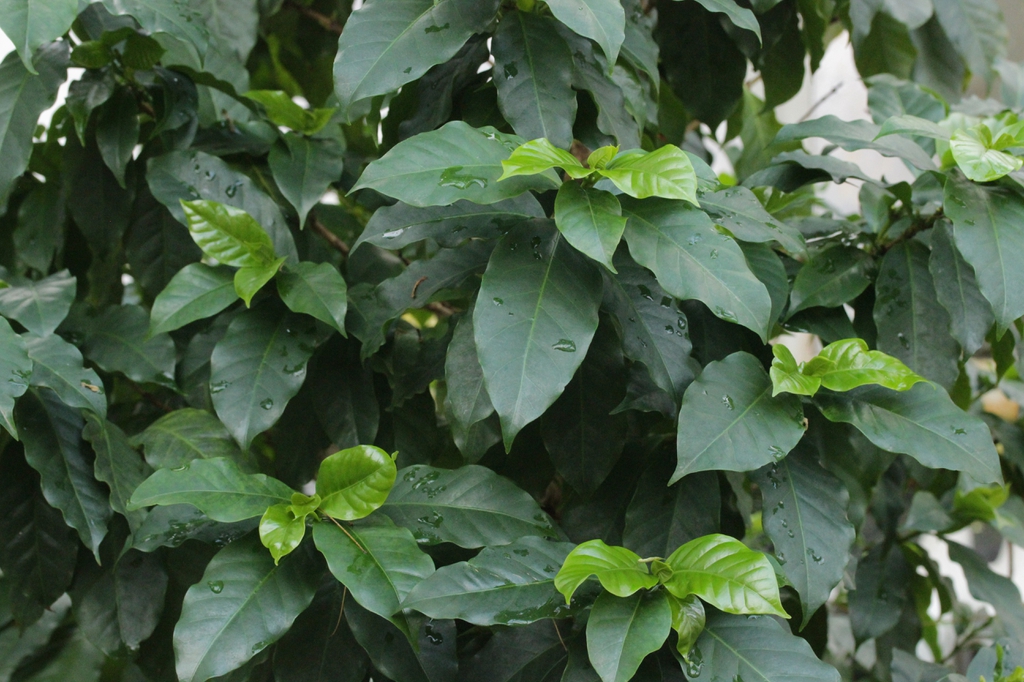 leaves and flowers