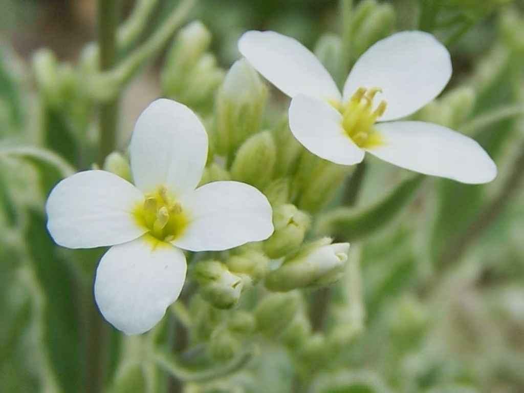 flower and leaves