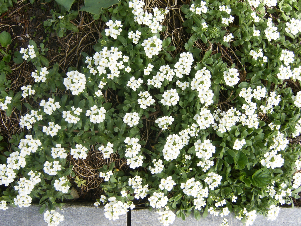 flower and form