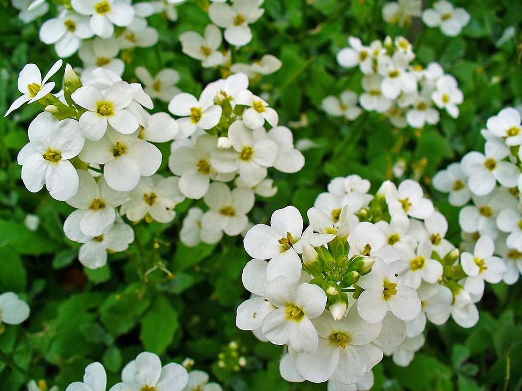 flower and leaves