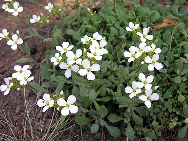 Arabis caucasica