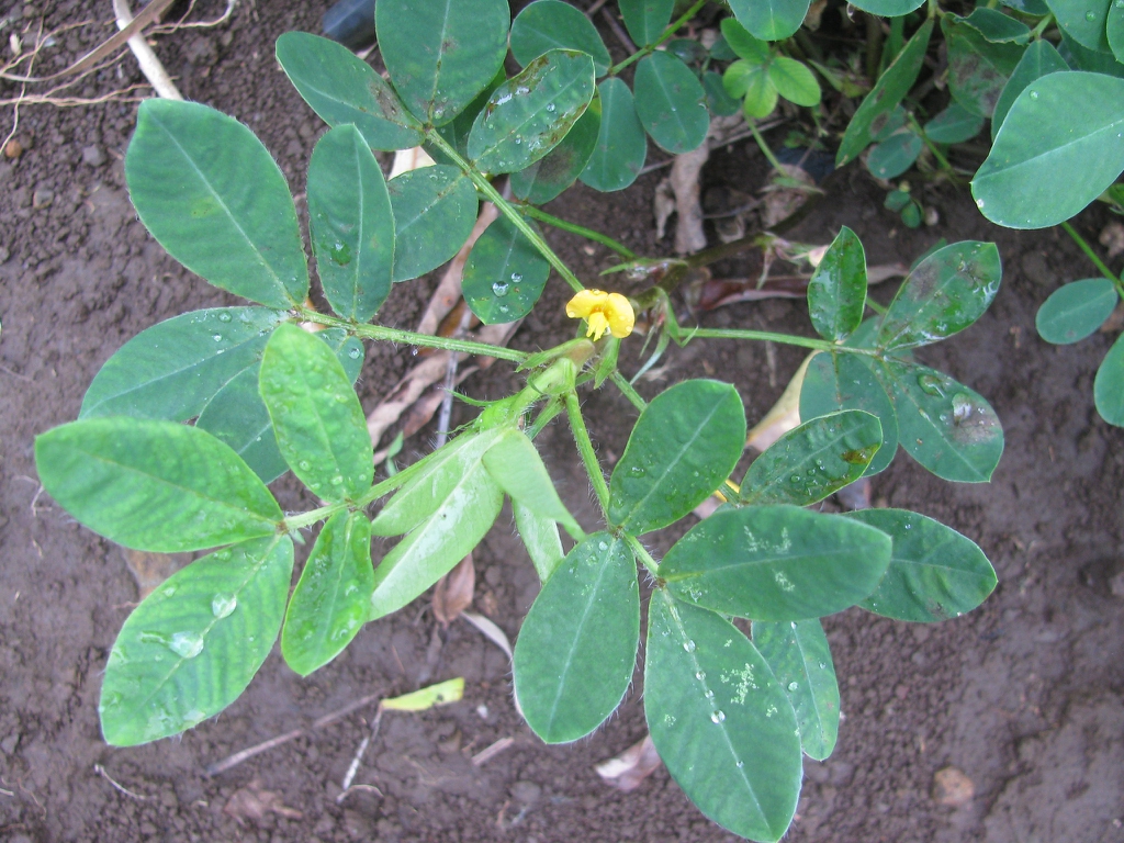Arachis hypogaea